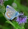 363450 – Photo : Oryctes – France (59)